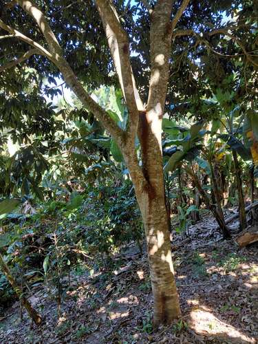 Terrenos en venta - Candelaria, Cuscatlán