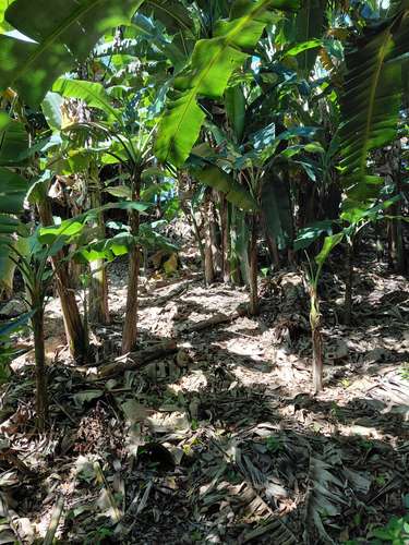 Terrenos en venta - Candelaria, Cuscatlán