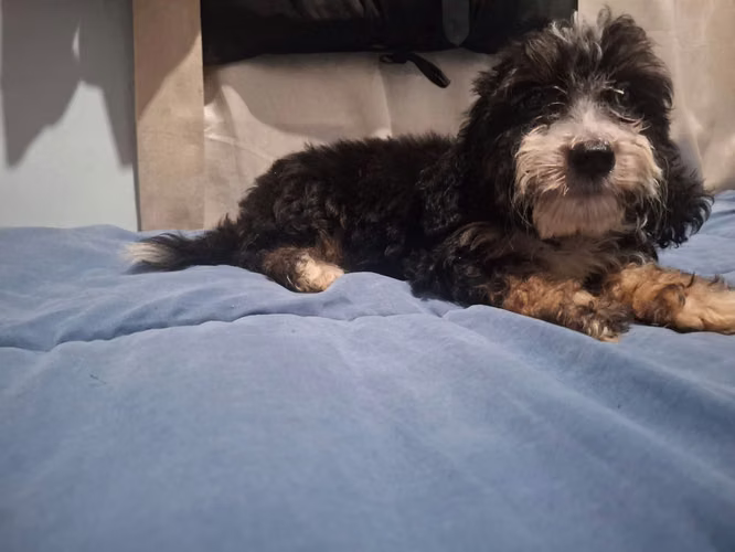French poodle