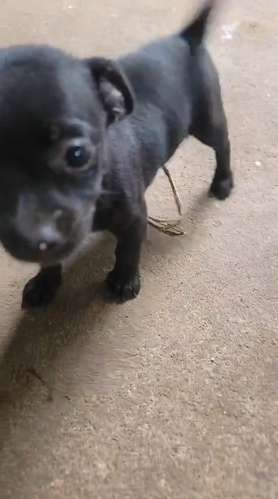 Vendo chihuahua ya con la primer vacuna  - Imagen 2