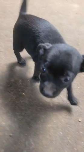 I sell chihuahua with the first vaccine