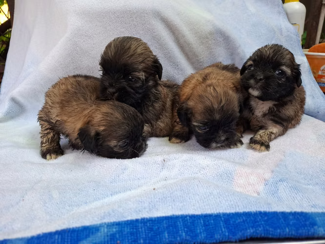 Shih tzu hembras  - Imagen 10