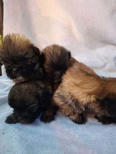 Shih tzu hembras 
