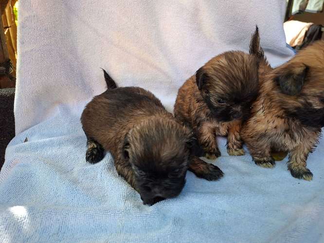 Shih tzu hembras 