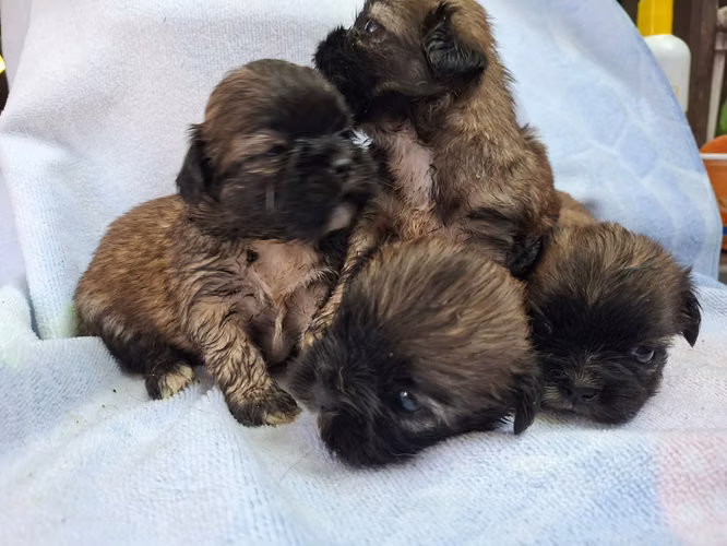 Shih tzu hembras  - Imagen 4