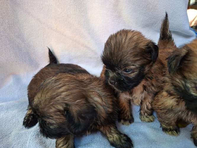 Shih tzu hembras 