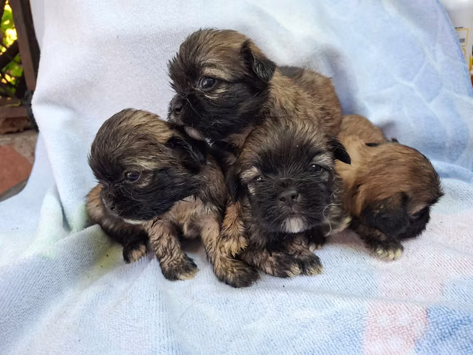 Shih tzu hembras  - Imagen 7