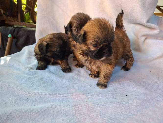 Shih tzu hembras 