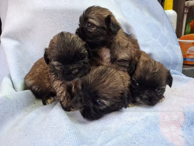 Shih tzu hembras  - Imagen 2