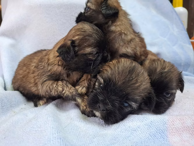 Shih tzu hembras  - Imagen 3