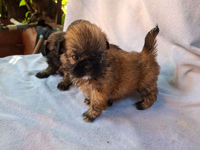 Shih tzu hembras 