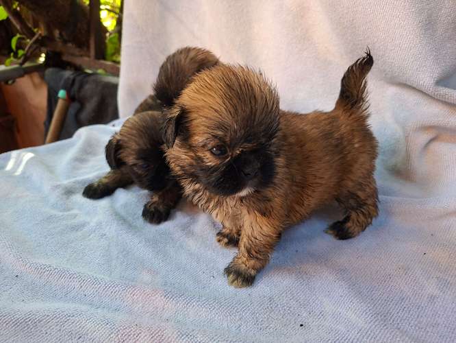 Shih tzu hembras 