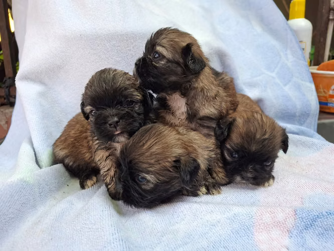 Shih tzu hembras  - Imagen 5