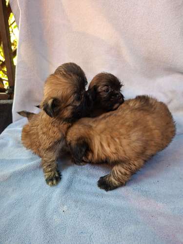 Shih tzu hembras 