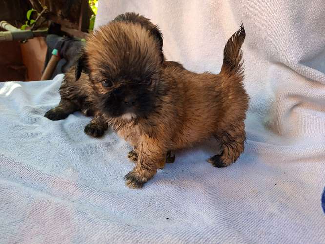Shih tzu hembras 