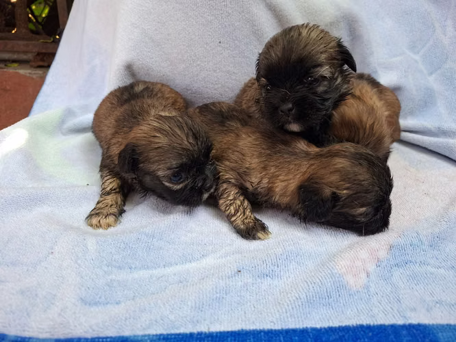 Shih tzu hembras  - Imagen 9