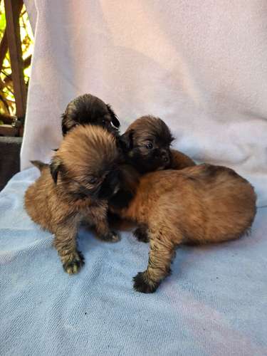 Shih tzu hembras 