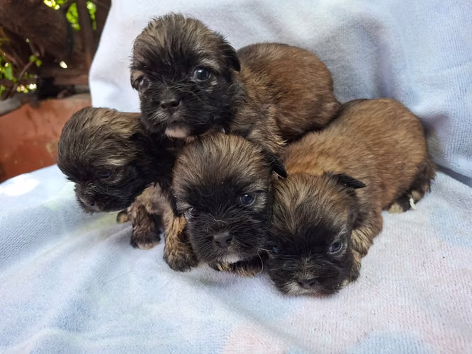 Shih tzu females