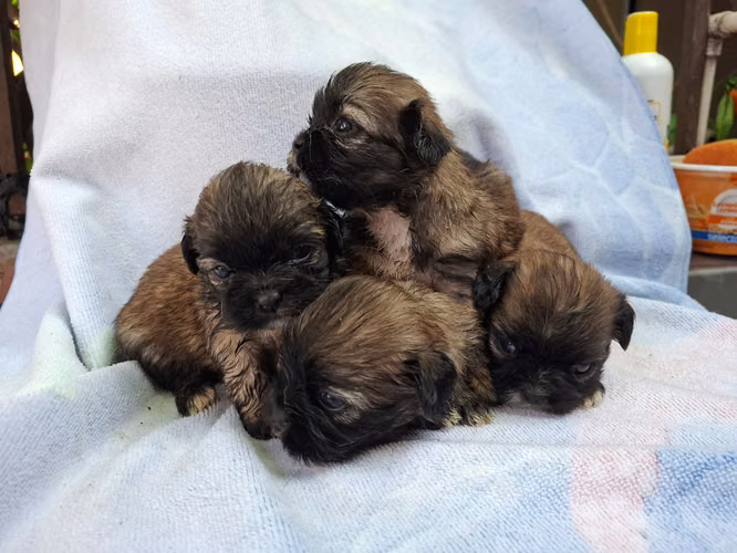 Shih tzu hembras  - Imagen 6