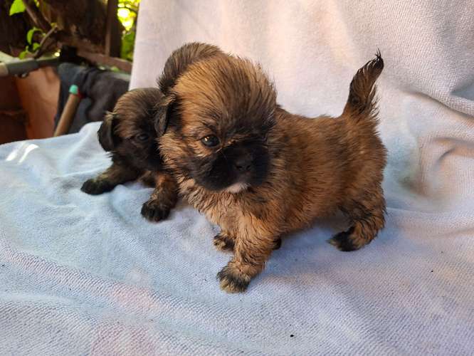 Shih tzu hembras 