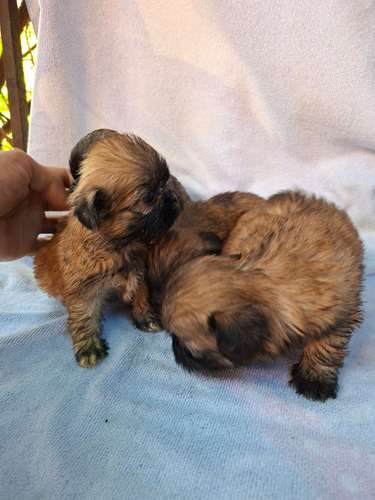 Shih tzu hembras 