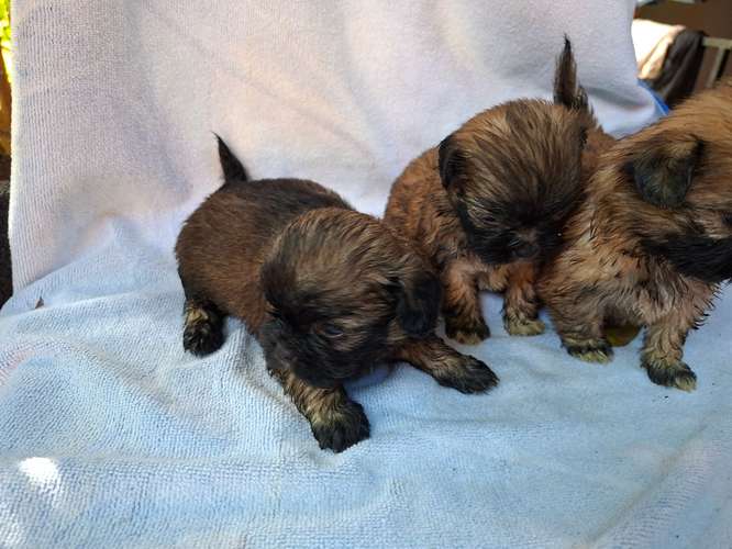 Shih tzu hembras 