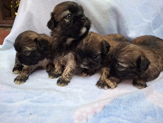 Shih tzu hembras  - Imagen 8