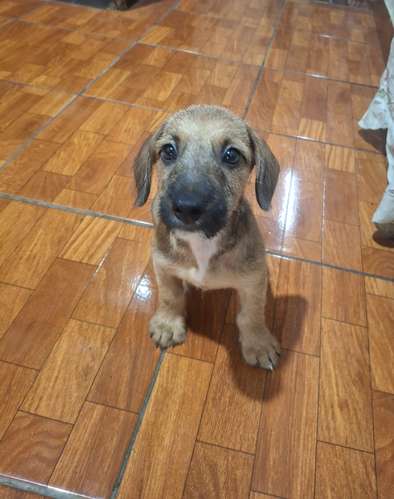 Nice doggy Dachshund