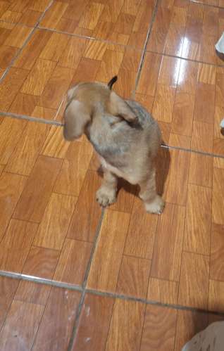 Lindo perrito  Dachshund - Imagen 2
