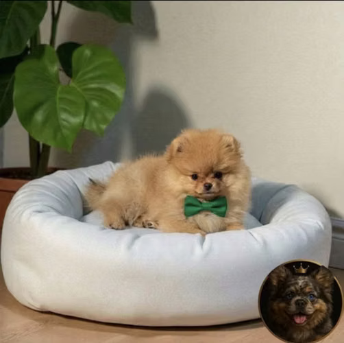 Cachorro Pomerania sigue buscando un hogar. - Imagen 2
