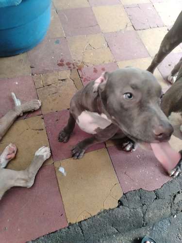 Cachorro macho 4 meses 