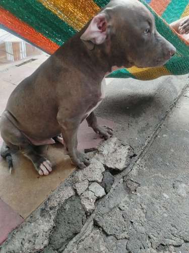Cachorro macho 4 meses 