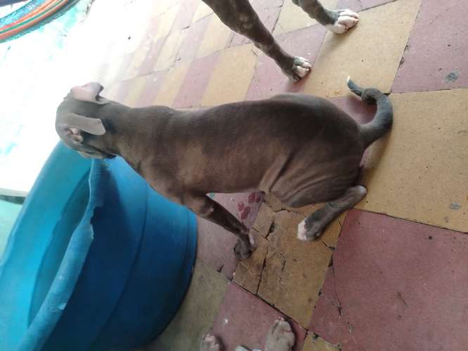 Cachorro macho 4 meses 