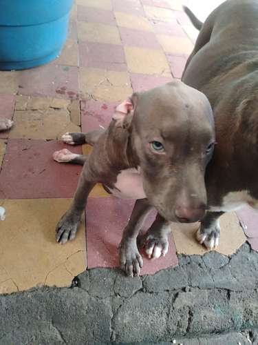 Cachorro macho 4 meses 