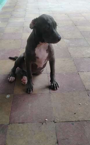 Cachorro macho 4 meses 
