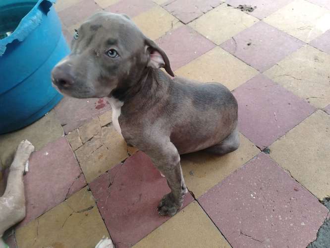 Cachorro macho 4 meses 