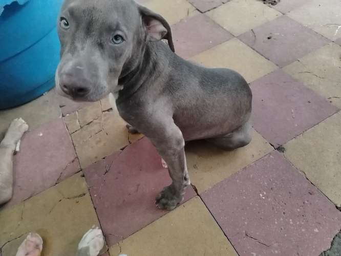 Cachorro macho 4 meses 