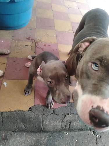 Cachorro macho 4 meses 