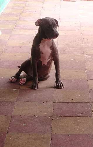 Cachorro macho 4 meses 