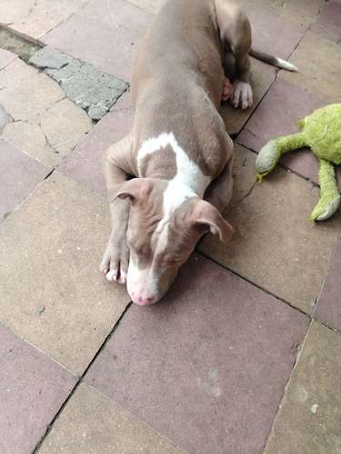 Cachorrita de 4 meses. 