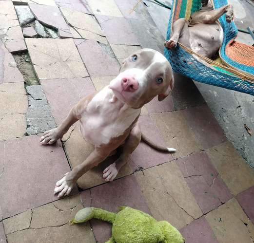 Cachorrita de 4 meses. 