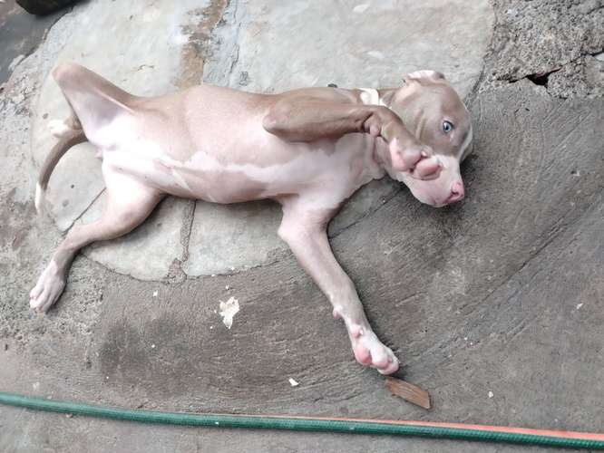 Cachorrita de 4 meses. 