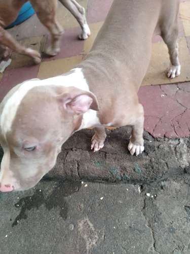 Cachorrita de 4 meses. 