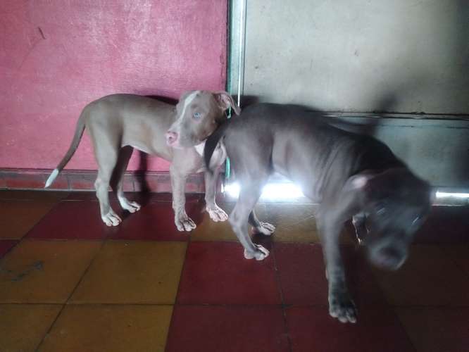 Cachorrita de 4 meses. 