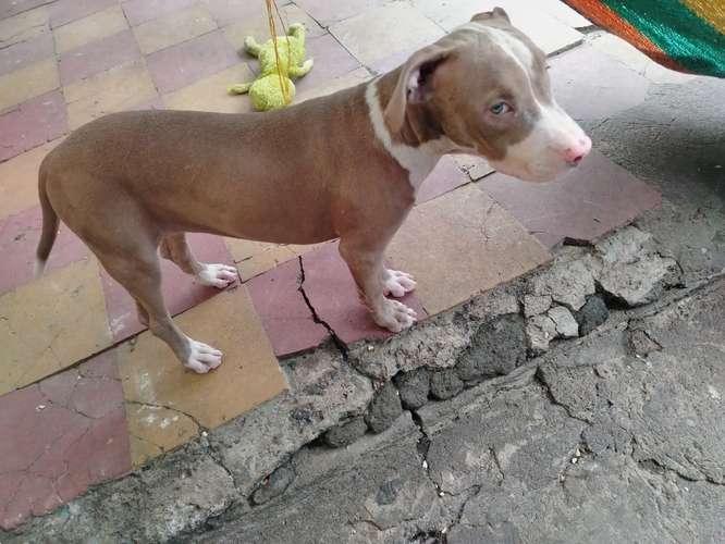 Cachorrita de 4 meses. 