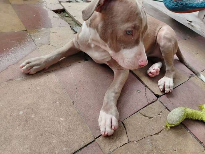 Cachorrita de 4 meses. 