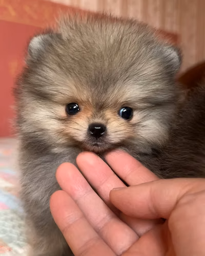  Hermana y hermano Pomerania 