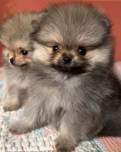  Hermana y hermano Pomerania 