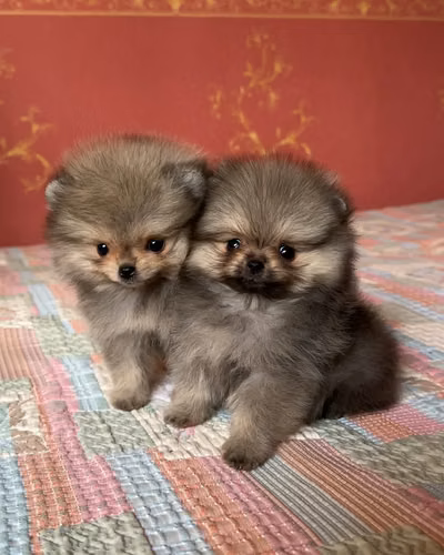  Hermana y hermano Pomerania 