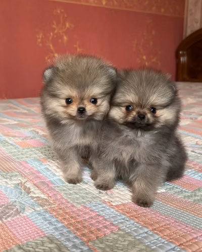  Hermana y hermano Pomerania 